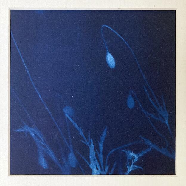 Jardin d'ombres -  Photogramme cyanotype 2022